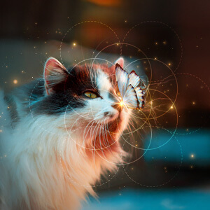 Understanding the Thoughts & Needs of Animals